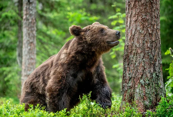 Άγριος Ενήλικος Αρσενικός Της Καφέ Αρκούδας Στο Πευκοδάσος Κοντινό Πορτραίτο — Φωτογραφία Αρχείου
