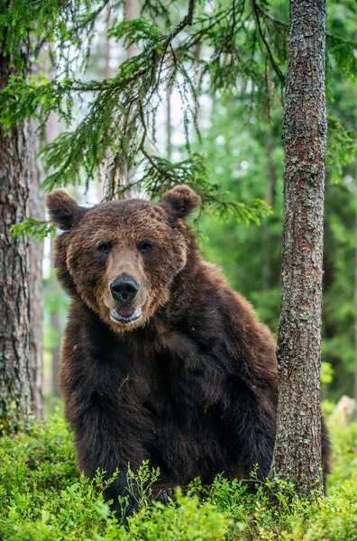 Homem Adulto Selvagem Urso Marrom Floresta Pinheiros Fecha Retrato Nome — Fotografia de Stock