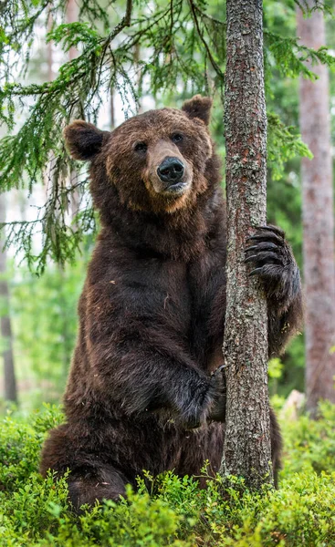 Bruine Beer Staat Zijn Achterpoten Bij Een Boom Een Dennenbos — Stockfoto