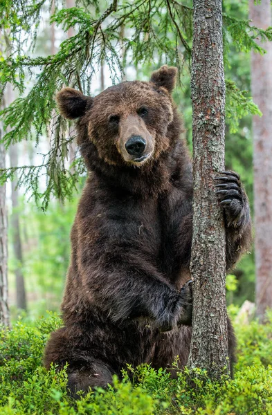 Urso Marrom Está Suas Patas Traseiras Por Uma Árvore Uma — Fotografia de Stock