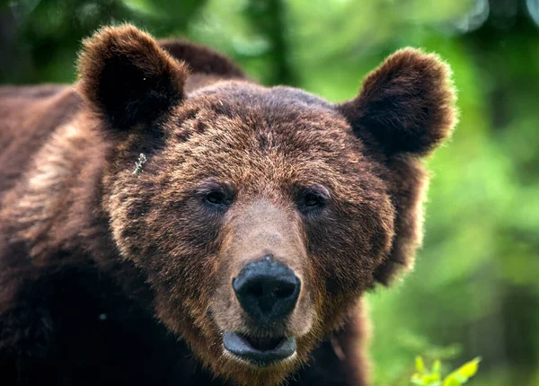 ブラウンの野生の成人男性は松林の中でクマ 肖像画を閉めろ Ursus Arctos 自然生息地 — ストック写真