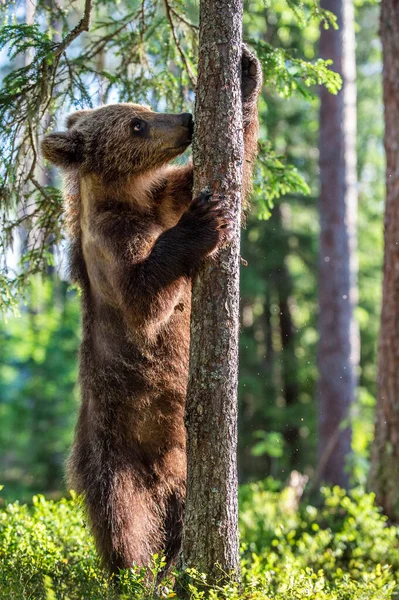 Młody Niedźwiedź Brown Stojący Tylnych Nogach Letnim Lesie Sosnowym Środowisko — Zdjęcie stockowe