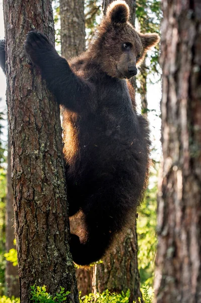 Μικρή Αρκούδα Σκαρφαλώνει Ένα Δέντρο Μικρό Της Καφέ Αρκούδας Στο — Φωτογραφία Αρχείου