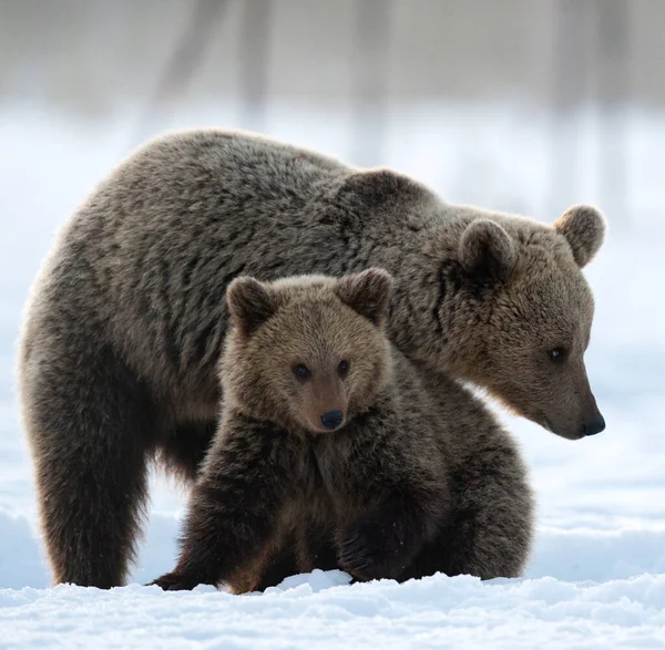 Björnbjörn Och Björnunge Vinterskogen — Stockfoto