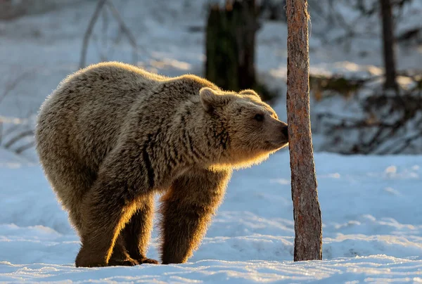 Urso Cheira Árvore Urso Castanho Floresta Inverno Pôr Sol Nome — Fotografia de Stock