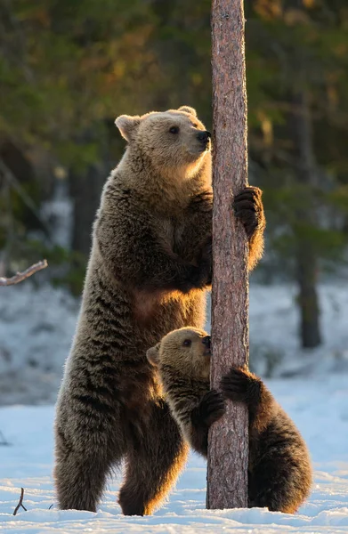 Urso Filhote Ursos Castanhos Estão Suas Patas Traseiras Por Pinheiro — Fotografia de Stock