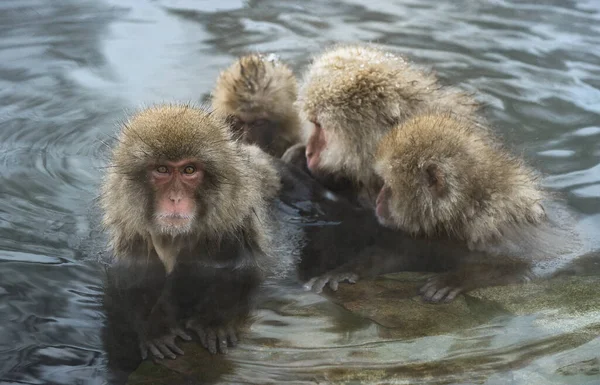 Macaco Japonês Água Fontes Termais Naturais Macaco Japonês Nome Científico — Fotografia de Stock