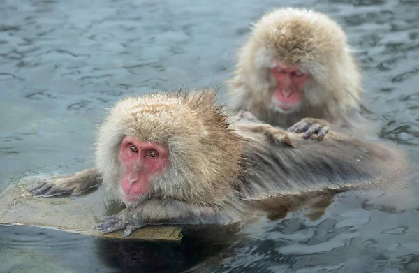 Ιαπωνική Macaque Στο Νερό Ιαματικών Πηγών Την Ιαπωνική Macaque Επιστημονική — Φωτογραφία Αρχείου
