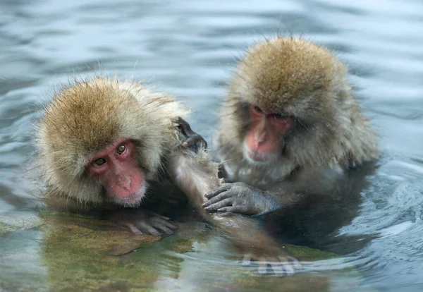 Ιαπωνική Macaque Στο Νερό Ιαματικών Πηγών Την Ιαπωνική Macaque Επιστημονική — Φωτογραφία Αρχείου
