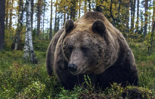 Nagy Barna Medve Felnőtt Férfi Őszi Erdőben Közelről Rálátni Tudományos — Stock Fotó