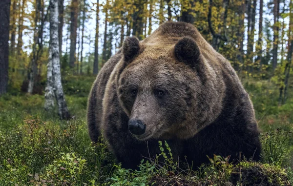 Gran Macho Adulto Oso Pardo Bosque Otoño Vista Frontal Cerca —  Fotos de Stock