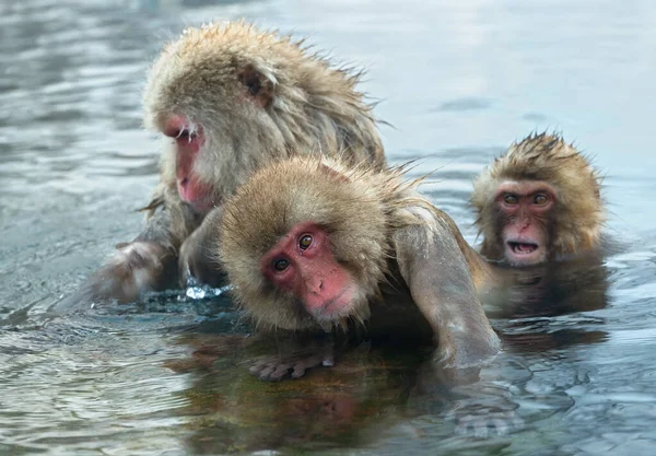Monos Nieve Los Macacos Japoneses Nombre Científico Macaca Fuscata También — Foto de Stock