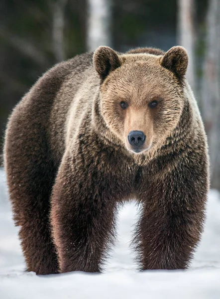 冬の森で野生の大人の茶色のクマ 正面図 Ursus Arctos 自然生息地 — ストック写真