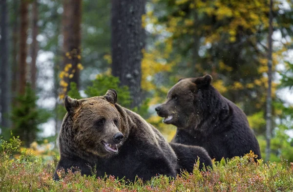 Große Erwachsene Männchen Von Braunbären Herbstlichen Wald Wissenschaftlicher Name Ursus — Stockfoto