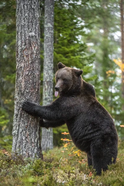 Ведмідь Стоїть Дереві Задніх Ногах Висуває Язик Осінній Ліс Наукова — стокове фото