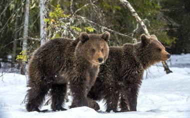 Kış ormanında karda ayı yavruları. Doğal yaşam alanı. Kahverengi ayı, Bilimsel adı Ursus Arctos Arctos.