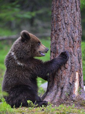 Yavru Boz Ayı yaz çam ormanında çam ağacının kenarında oturur. Doğal yaşam alanı. Bilimsel adı: Ursus arctos.
