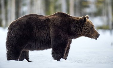 Akşam alacakaranlıkta kış ormanında vahşi yetişkin bir ayı. Bilimsel adı Ursus Arctos. Doğal Yaşam Alanı.