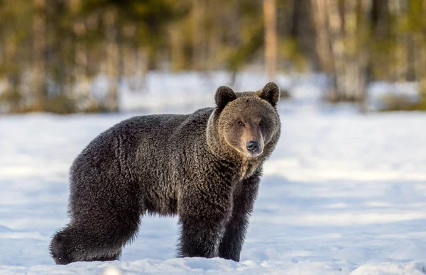 野生成年棕熊在雪地里散步 在冬天的森林里落日 Ursus Arctos Arctos 自然生境 — 图库照片
