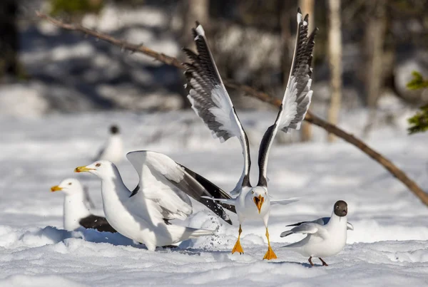 Γλάρος Άνοιξε Φτερά Του Ηλιόλουστη Μέρα Χειμερινό Δάσος Ευρωπαϊκοί Γλάροι — Φωτογραφία Αρχείου
