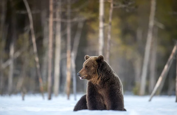 Ведмідь Сидить Снігу Коричневий Ведмідь Зимових Лісах Scientific Name Ursus — стокове фото