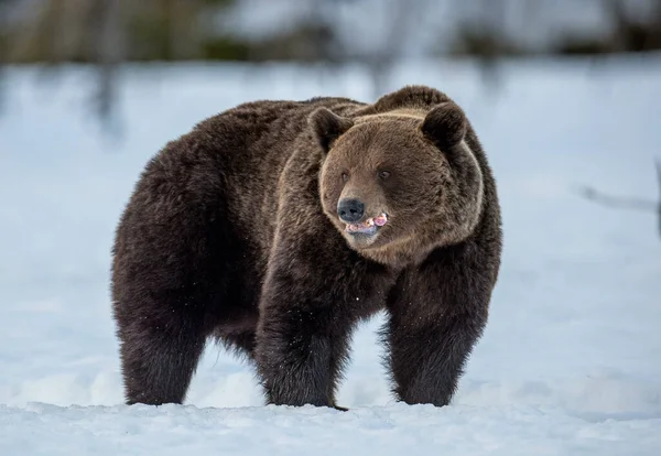 Urso Castanho Adulto Selvagem Floresta Inverno Crepúsculo Noite Nome Científico — Fotografia de Stock