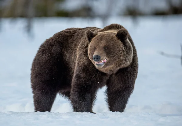 Oso Marrón Adulto Salvaje Bosque Invierno Crepúsculo Noche Nombre Científico — Foto de Stock