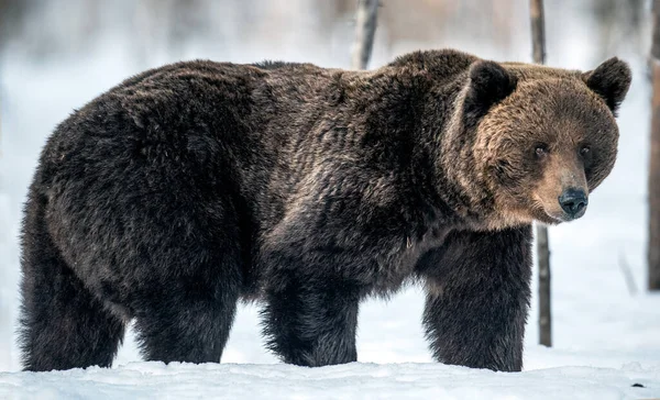 Divoký Dospělý Medvěd Hnědý Zimním Lese Večerního Soumraku Vědecký Název — Stock fotografie