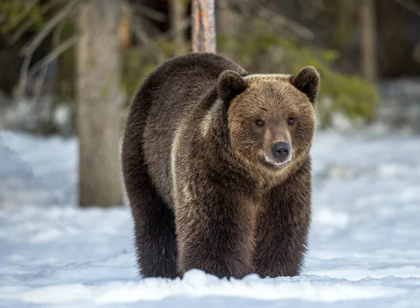 Ведмідь Снігу Сонячний Зимовий День Коричневий Ведмідь Зимових Лісах Scientific — стокове фото