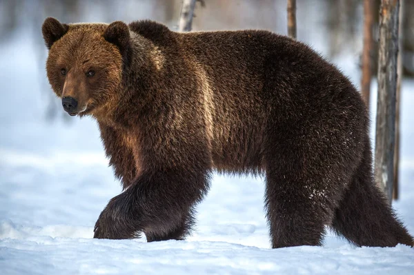 Дикий Дорослий Коричневий Ведмідь Ходить Снігу Захід Сонця Зимовому Лісі — стокове фото