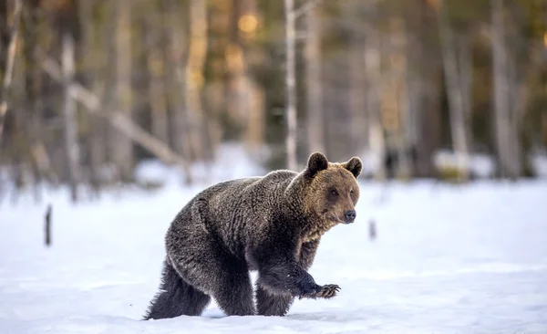 Karda Yürüyen Vahşi Yetişkin Bir Boz Ayı Kış Ormanında Gün — Stok fotoğraf