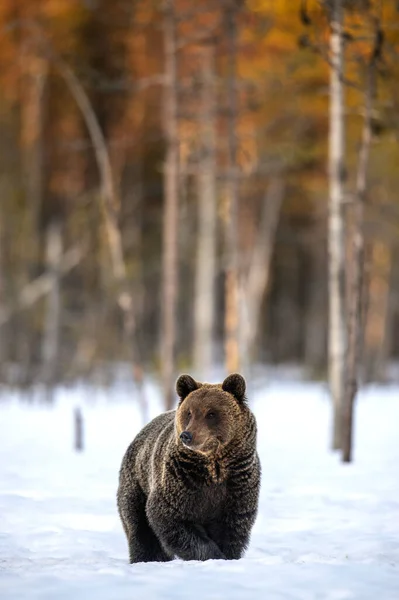 Dziki Dorosły Niedźwiedź Brunatny Śniegu Przodu Zachód Słońca Zimowym Lesie — Zdjęcie stockowe
