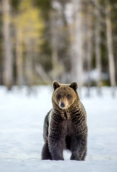 Αρκούδα Στο Χιονισμένο Χωράφι Μπροστινή Όψη Καφέ Αρκούδα Στο Χειμερινό — Φωτογραφία Αρχείου
