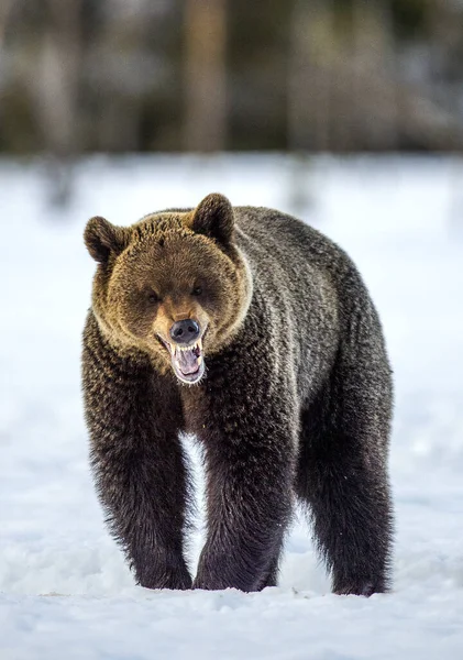 Brown Bear Open Mouth Snow Front View Scientific Name Ursus — Stock Photo, Image