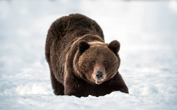 Urso Está Neve Vista Frontal Urso Marrom Floresta Inverno Crepúsculo — Fotografia de Stock