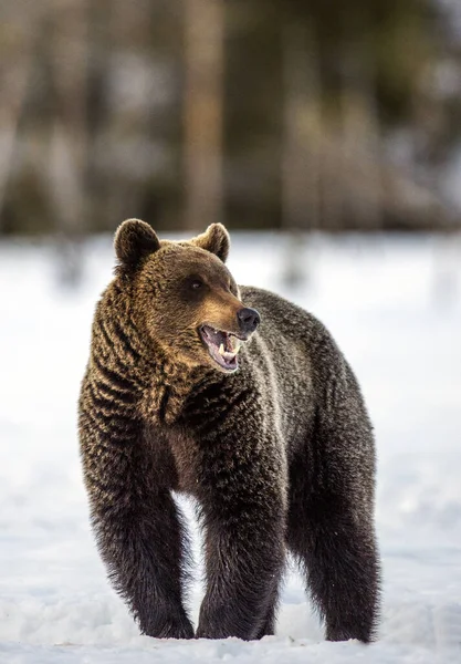 Urso Castanho Com Boca Aberta Neve Vista Frontal Nome Científico — Fotografia de Stock