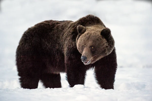 Urso Castanho Adulto Selvagem Floresta Inverno Crepúsculo Noite Nome Científico — Fotografia de Stock