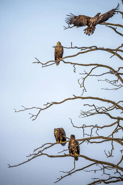 Águias Cauda Branca Juvenis Árvore Nome Científico Haliaeetus Albicilla Ern — Fotografia de Stock