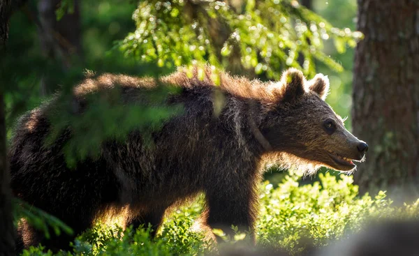 Cub Brown Bear Summer Forest Backlit Brown Bear Cub Bear — Stock Photo, Image