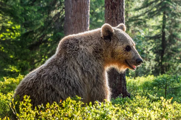 野生成年棕熊母熊在松树林中 是的学名 Ursus Arctos 自然栖息地 — 图库照片