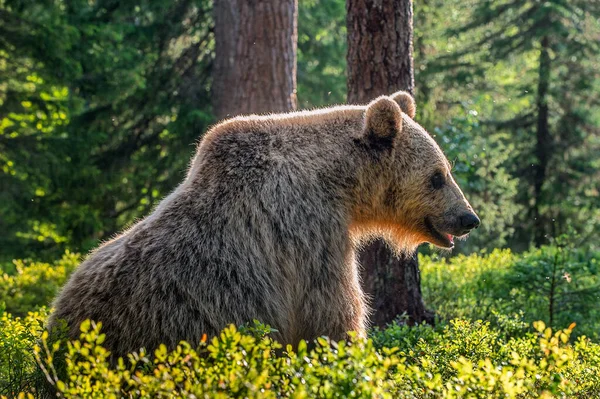 Wild Adult Γυναίκα Του Brown Αρκούδα Στο Πευκοδάσος Επιστημονική Ονομασία — Φωτογραφία Αρχείου