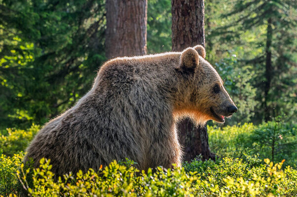 Wild Adult Female of Brown bear in the pine forest. . Scientific name: Ursus arctos. Summer season, Natural habitat.