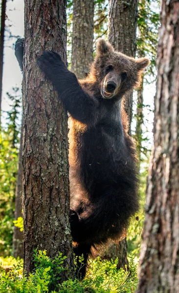 Little Bear Climbs Tree Cub Brown Bear Summer Pine Forest — Stock Photo, Image