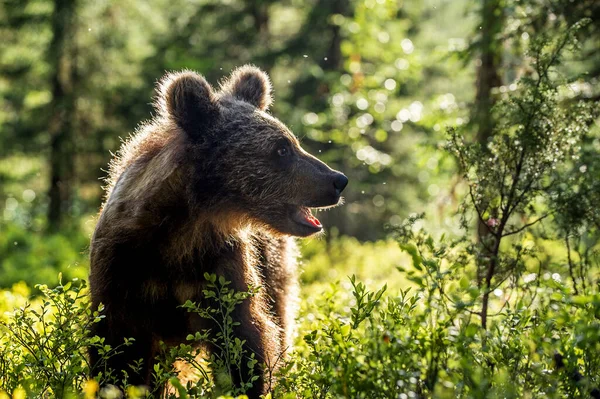 Cub Brown Bear Summer Forest Backlit Brown Bear Cub Bear — Stock Photo, Image