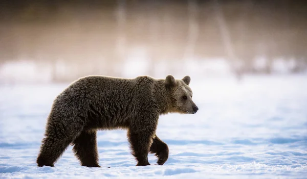 Brown Bear Walking Snow Scientific Name Ursus Arctos Sunrise Winter — Stock Photo, Image