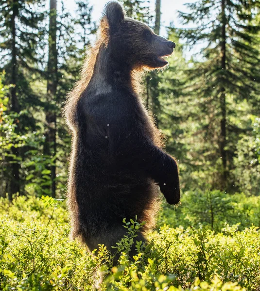 Filhote Urso Marrom Retroiluminado Cubo Urso Contra Sol Urso Castanho — Fotografia de Stock