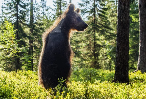 Бурый Медвежонок Подкладкой Медведь Каб Против Солнца Бурый Медведь Заднем — стоковое фото