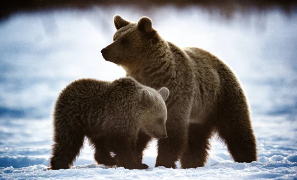 冬の森で熊とクマの赤ちゃん 冬の森 日の出 朝の霧 自然生息地 褐色熊 Ursus Arctos Arctos — ストック写真