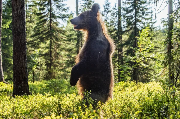 Бурый Медвежонок Подкладкой Медведь Каб Против Солнца Бурый Медведь Заднем — стоковое фото