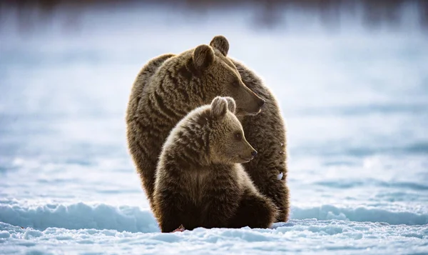 Medvědice Medvědí Mládě Zimním Lese Zimní Les Východ Slunce Ranní — Stock fotografie